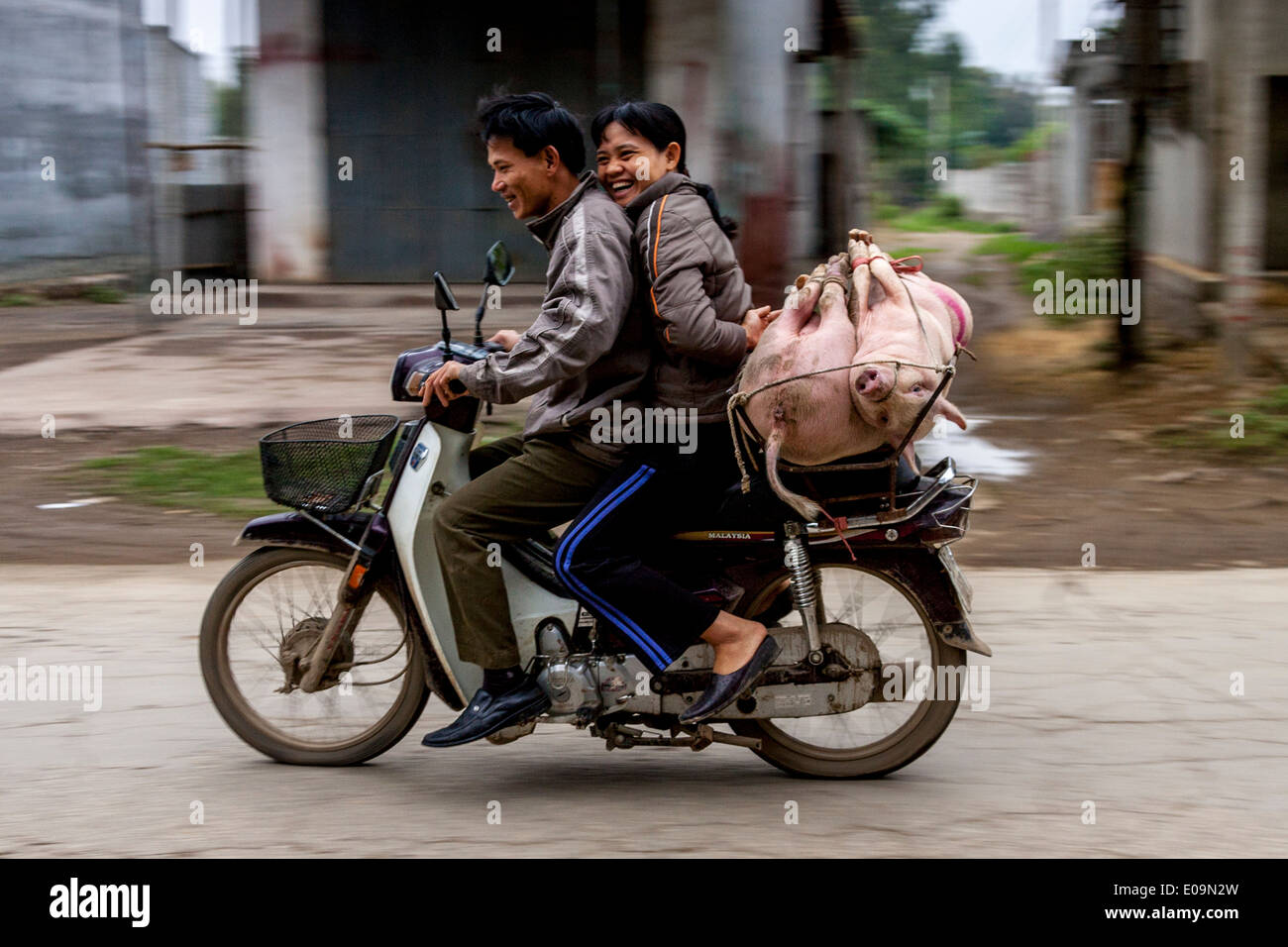 Les porcs transportés à l'arrière d'une moto, Ninh Binh, Vietnam Banque D'Images