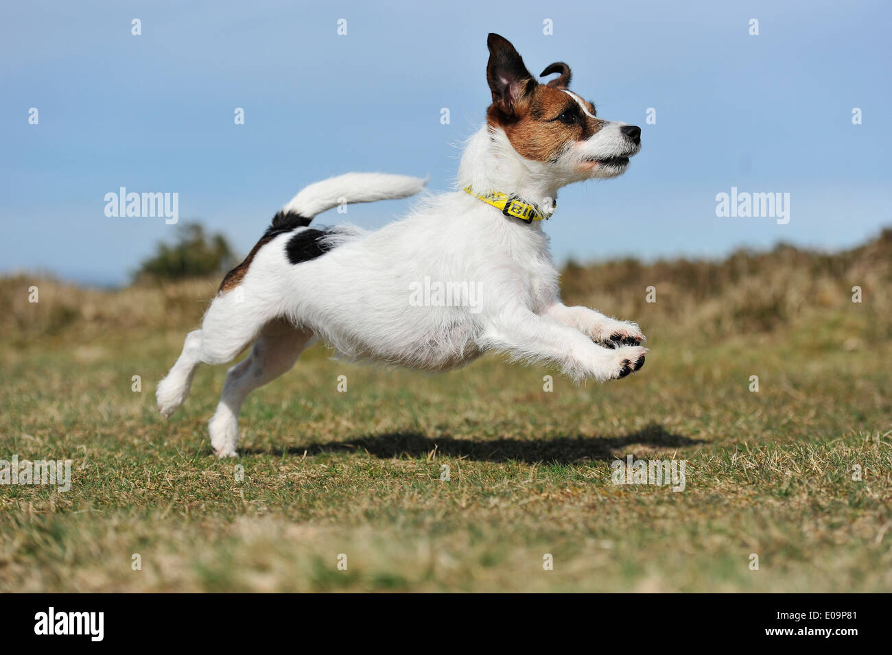 Sautant Jack Russell Terrier dog Banque D'Images