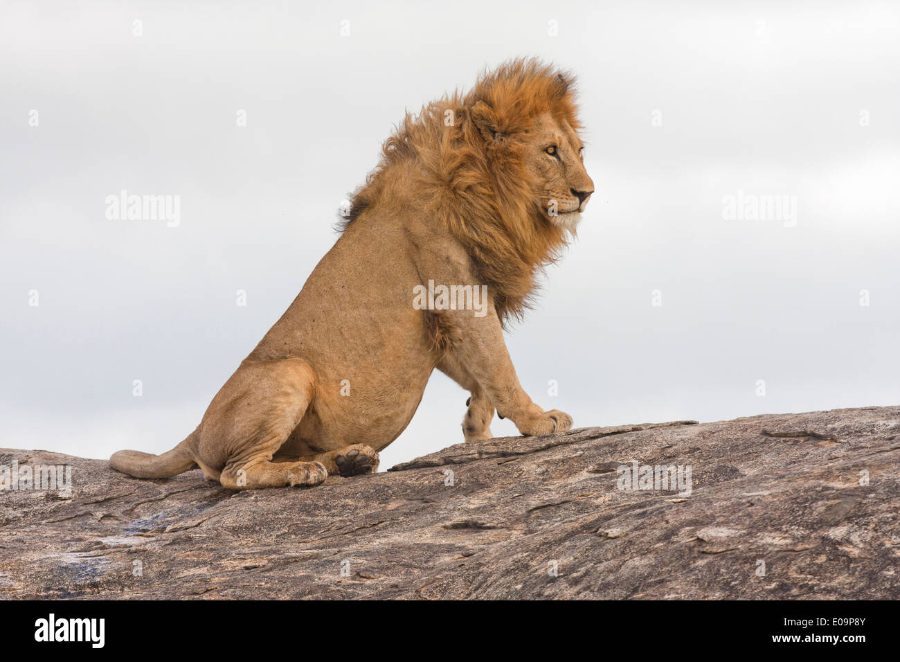 Lion (Panthera leo) sur un rocher rocher photographié en Tanzanie Banque D'Images