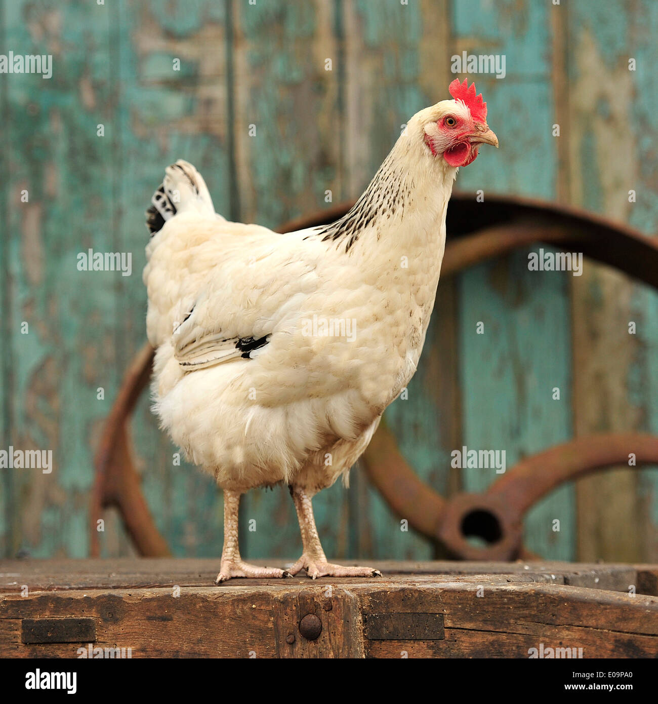 Light poulet Sussex Banque D'Images