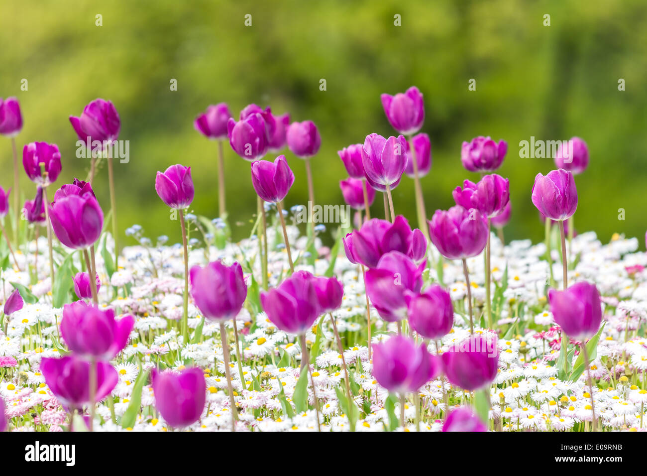 Tulipes violet et blanc Marguerites Au printemps Banque D'Images