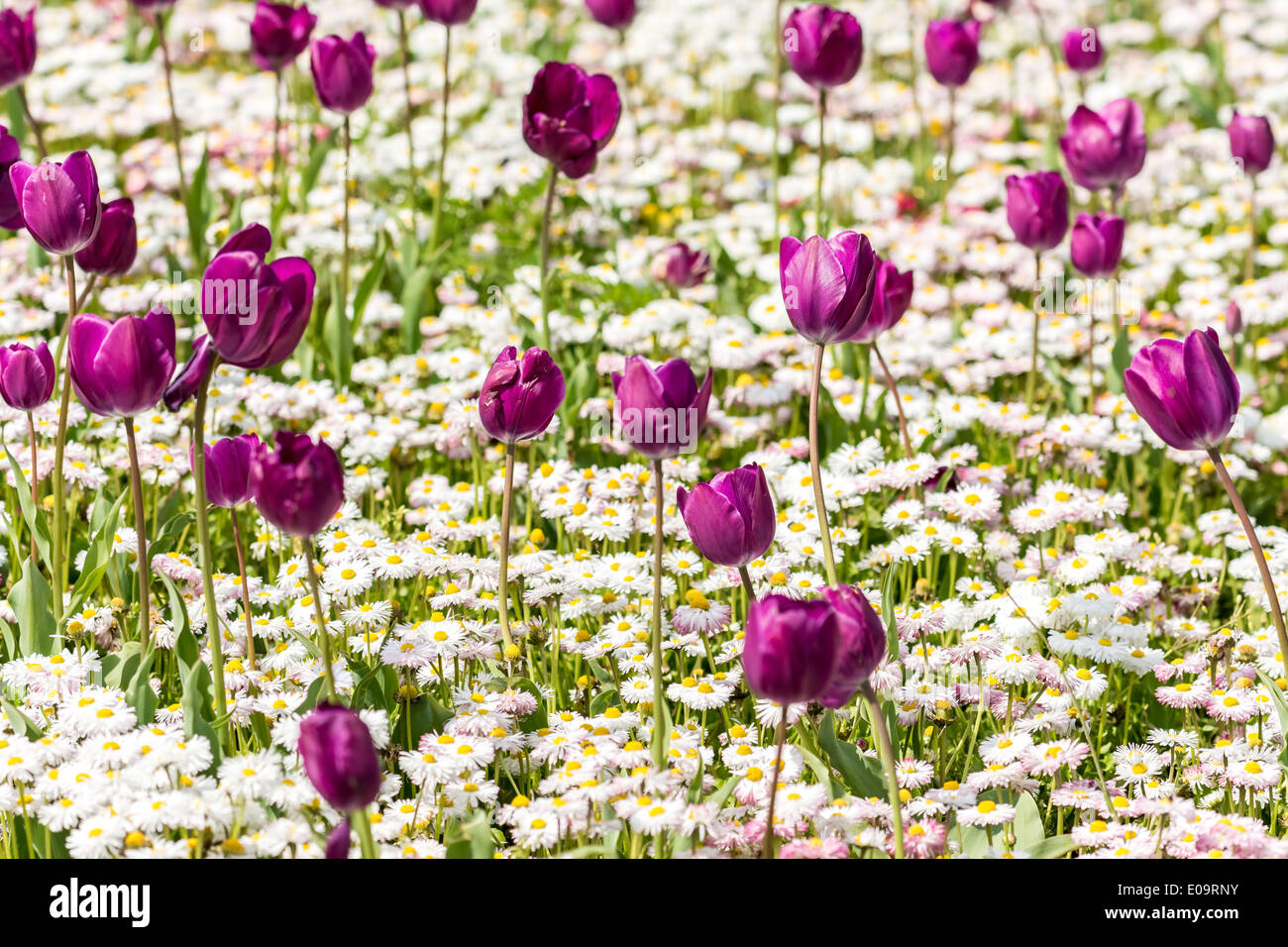 Tulipes violet et blanc Marguerites Au printemps Banque D'Images