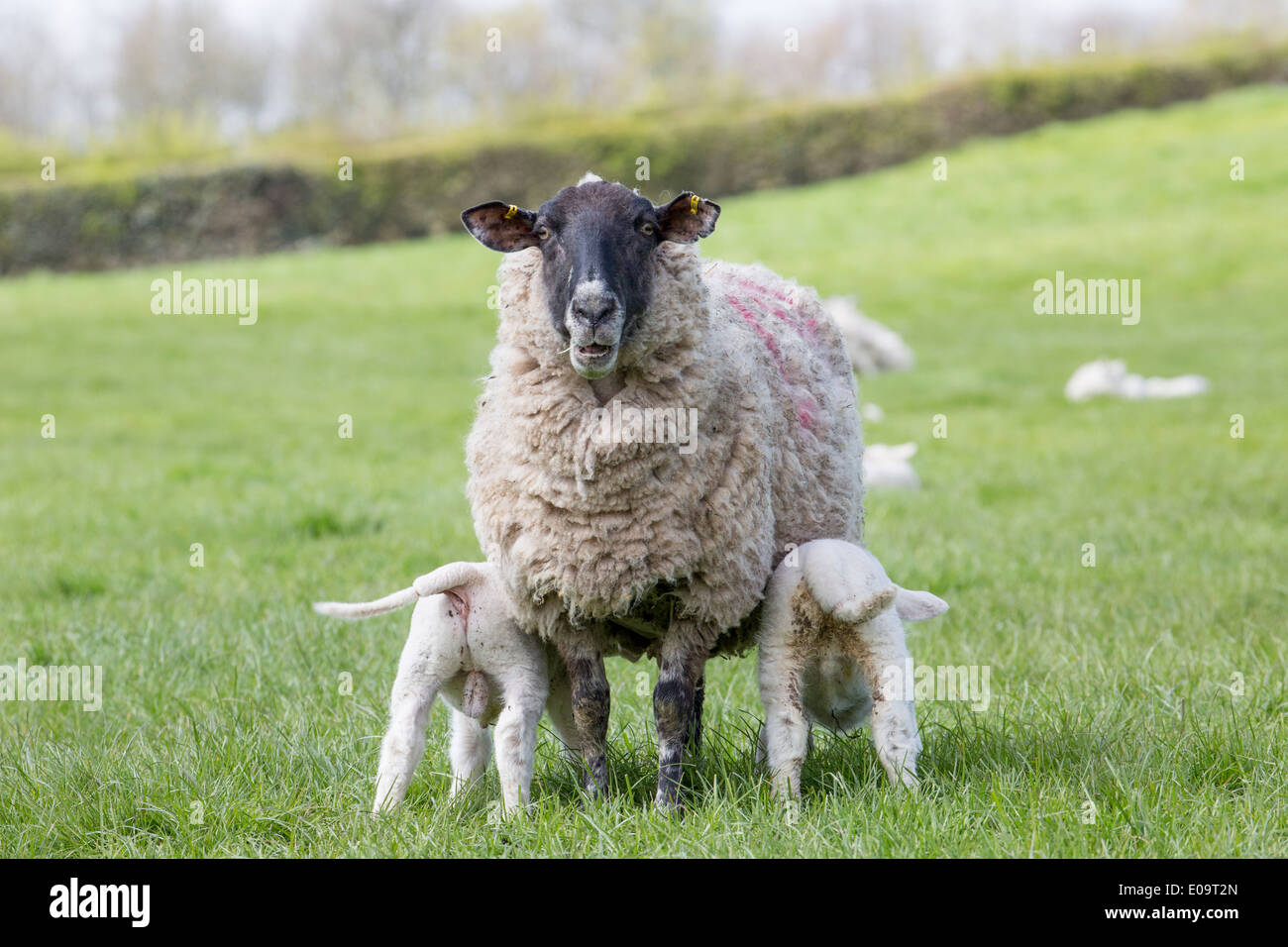 Beulah Face mouchetée sheep feeding deux agneaux Banque D'Images