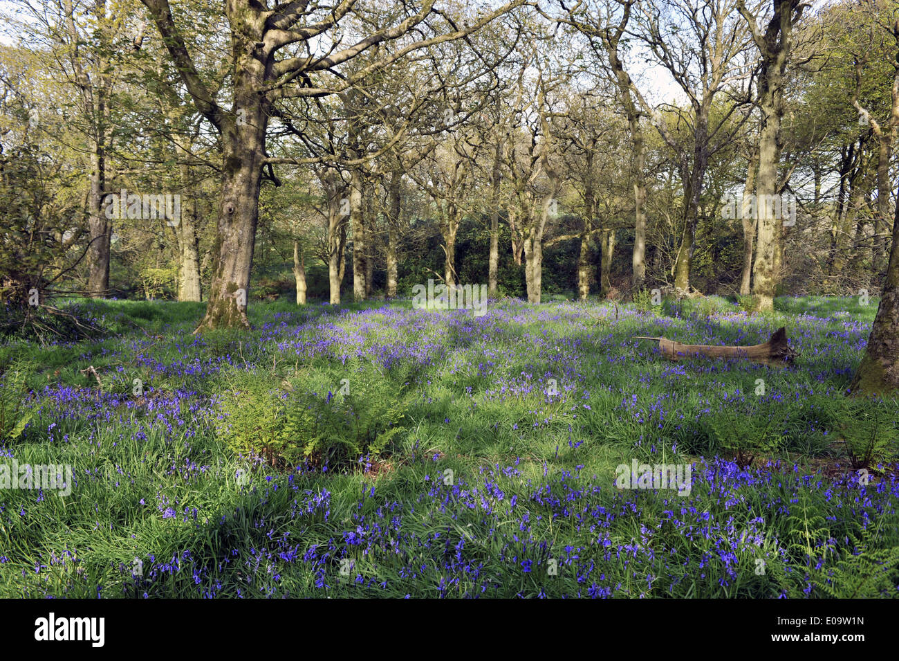 Bluebell wood à Ashley Chase, Dorset, Angleterre Banque D'Images