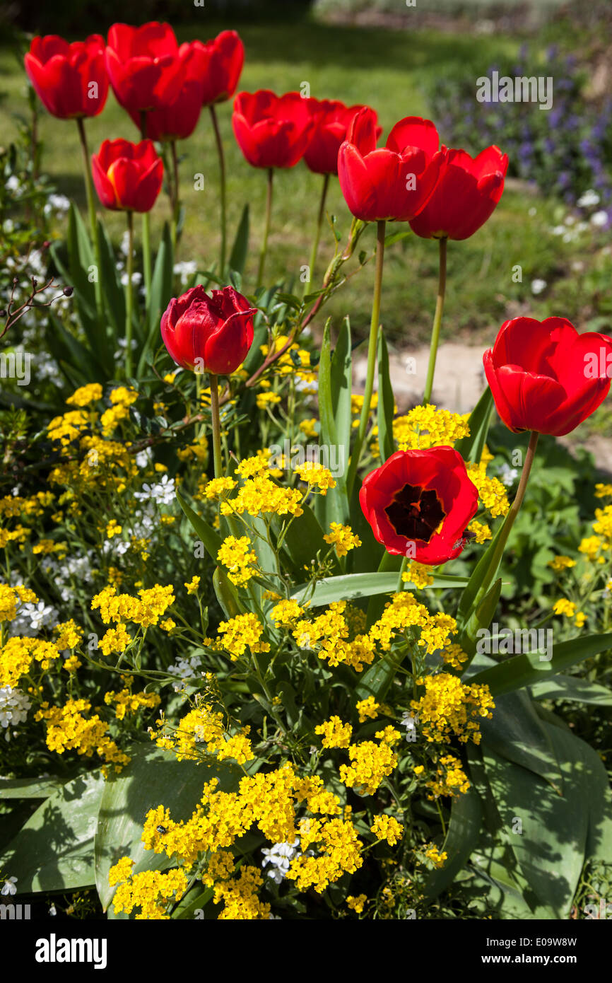 Frühling im Deister printemps en Allemagne - Suède Banque D'Images
