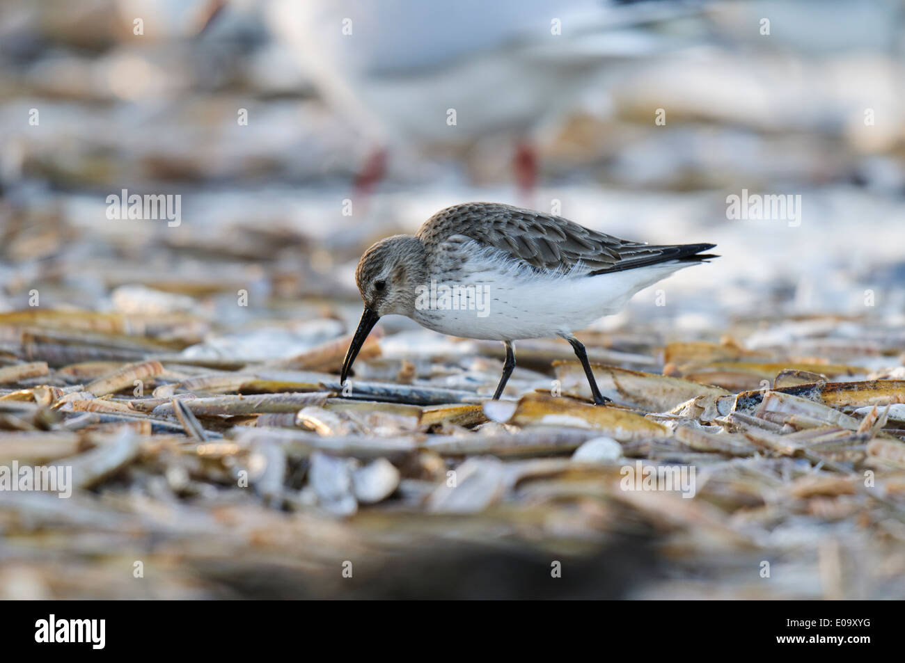 Le Bécasseau variable (Calidris alpina) adulte en plumage d'hiver, pataugeant entre les couteaux échoués par le surf sur la plage à Titchwell Banque D'Images