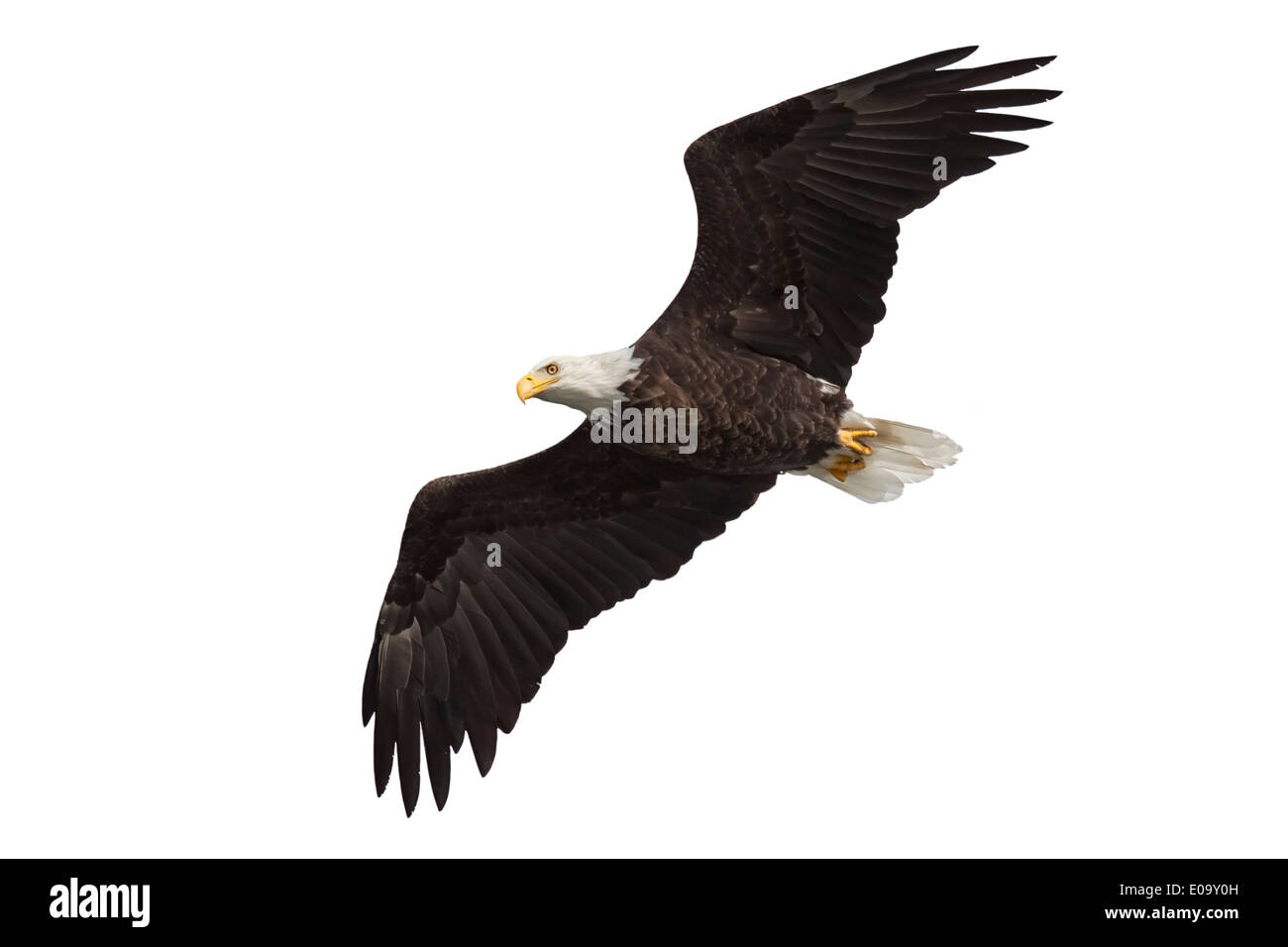 Avec ses ailes propagation grande ouverte, un pygargue à tête blanche plane dans le ciel. Fond blanc Banque D'Images