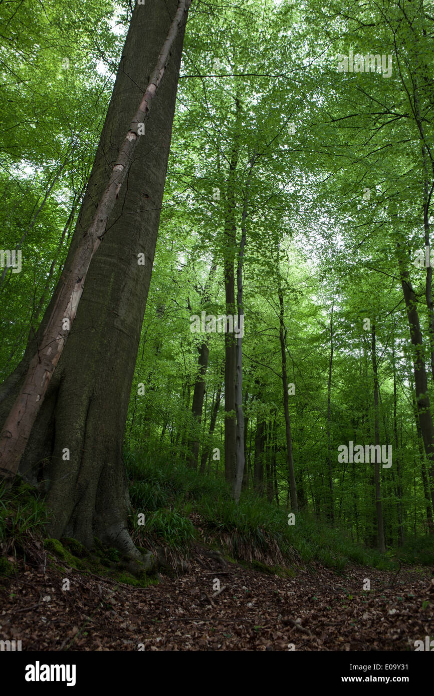 La Forêt de Soignes, forêt de Soignes, ou Soignes et une 11 000 hectares de forêt au sud-est de Bruxelles. Banque D'Images