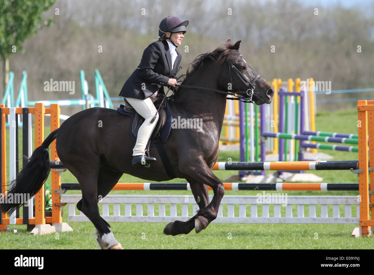 Le cheval et le cavalier au galop autour d'un anneau à un spectacle local Banque D'Images