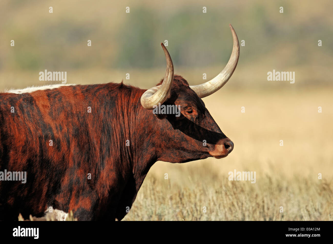 Texas Longhorn Bovins, Wyoming, USA Banque D'Images