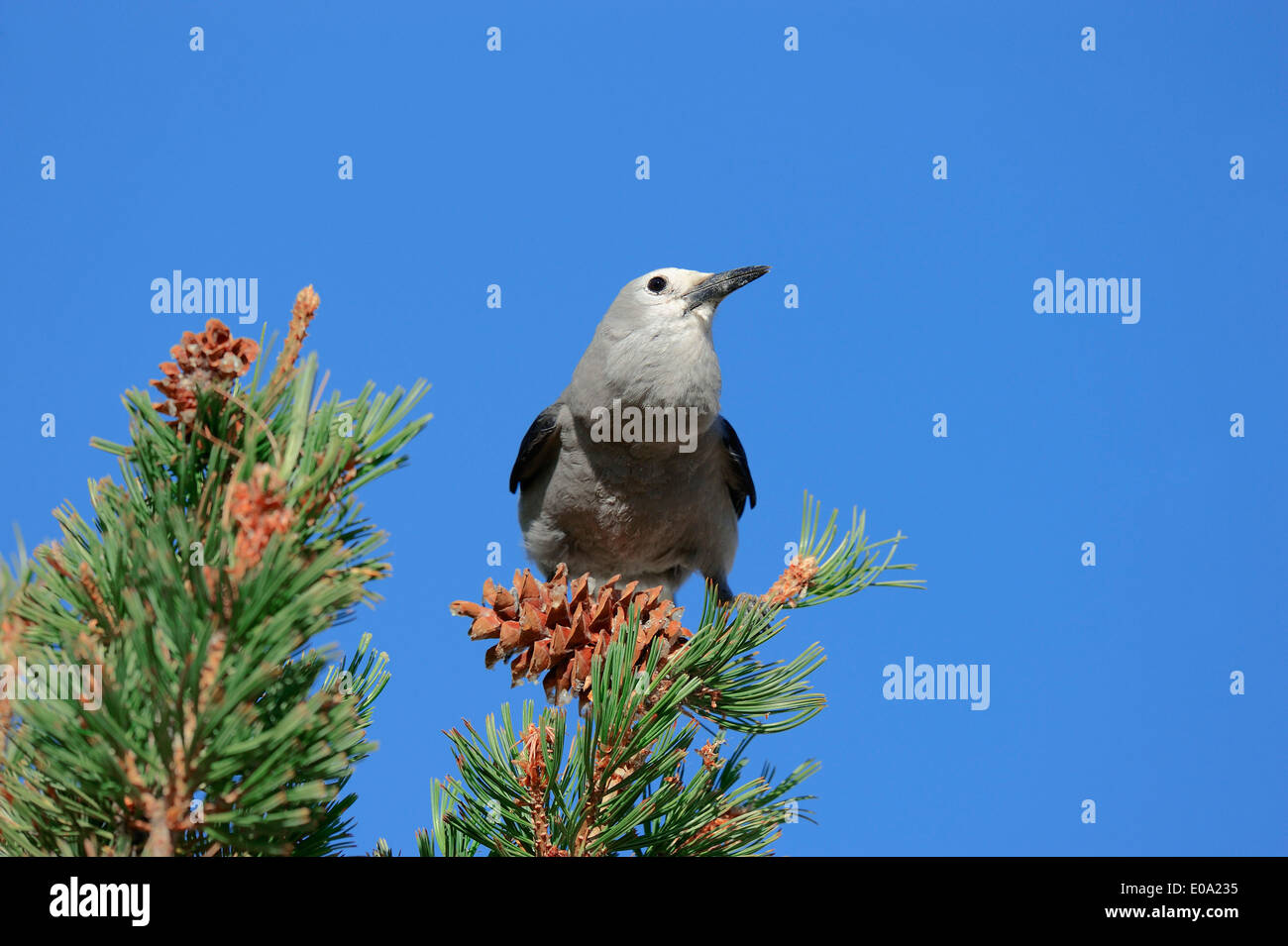 Le casse-noix, Clark's Crow ou Woodpecker Crow (Nucifraga columbiana), parc national de Yellowstone, Wyoming, USA Banque D'Images