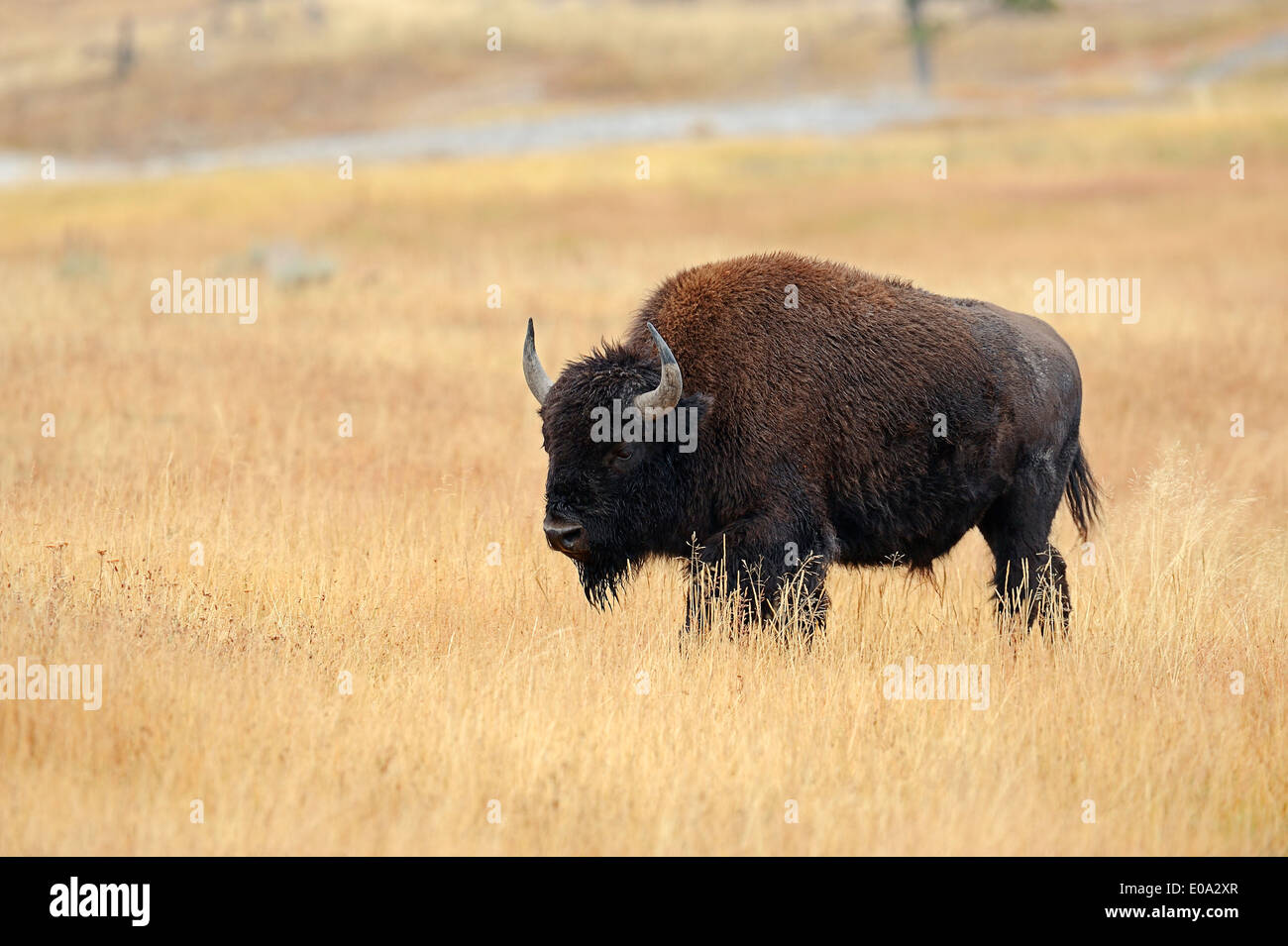 Bison d'Amérique ou American Bison (Bison bison), le parc national de Yellowstone, Wyoming, USA Banque D'Images