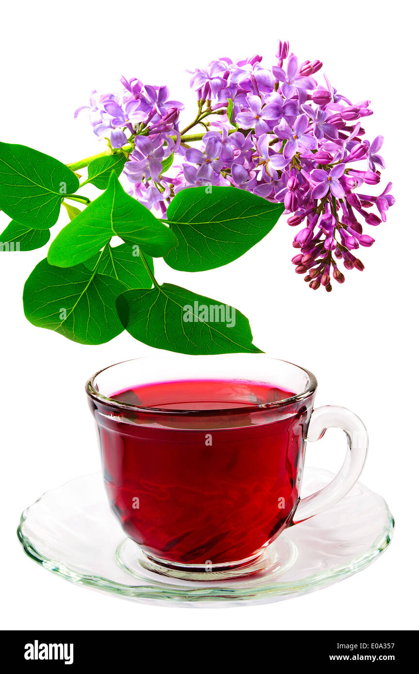 Hibiscus rouge plateau et lilas branch isolated on white Banque D'Images