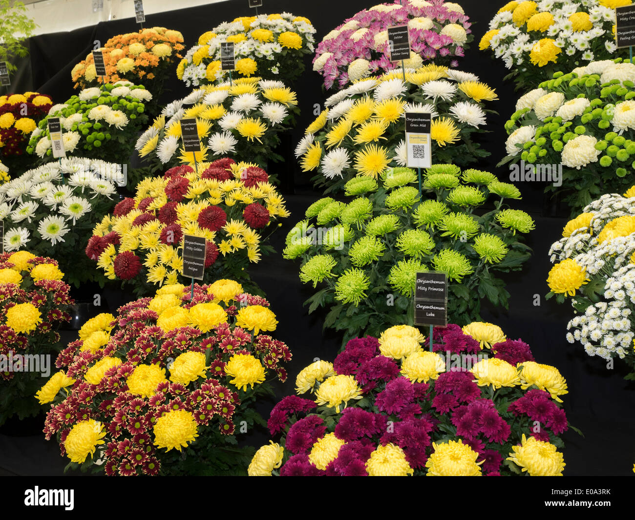 Malvern, Worcestershire, Royaume-Uni, 7 mai 2014 RHS Malvern Spring show. Chrysanthèmes affichage direct prêt à juger. Crédit : Ian Thwaites/Alamy Live News Banque D'Images