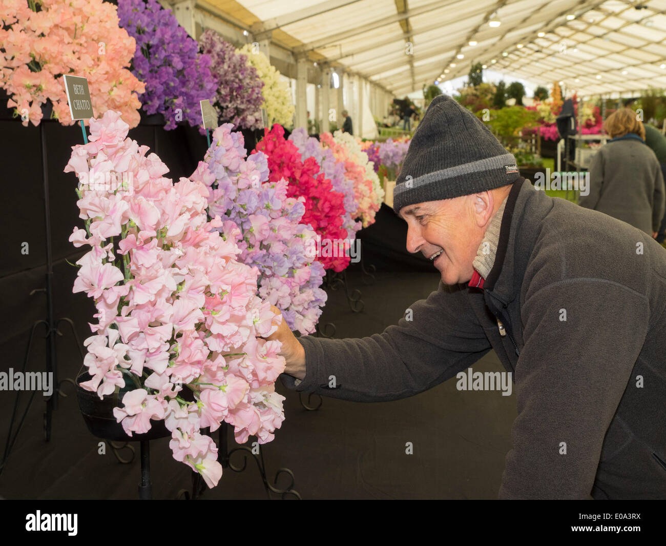 Malvern, Worcestershire, Royaume-Uni, 7 mai 2014 RHS Malvern Spring show. Touche finale à la Matthewman Sweetpea afficher Crédit : Ian Thwaites/Alamy Live News Banque D'Images