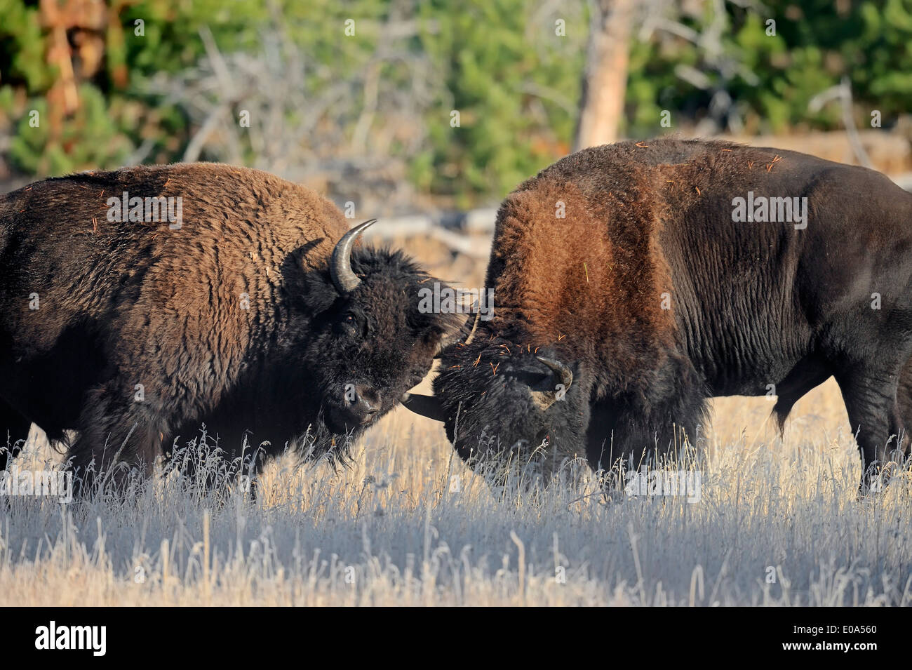Bison d'Amérique ou American Bison (Bison bison), les hommes, le parc national de Yellowstone, Wyoming, USA Banque D'Images