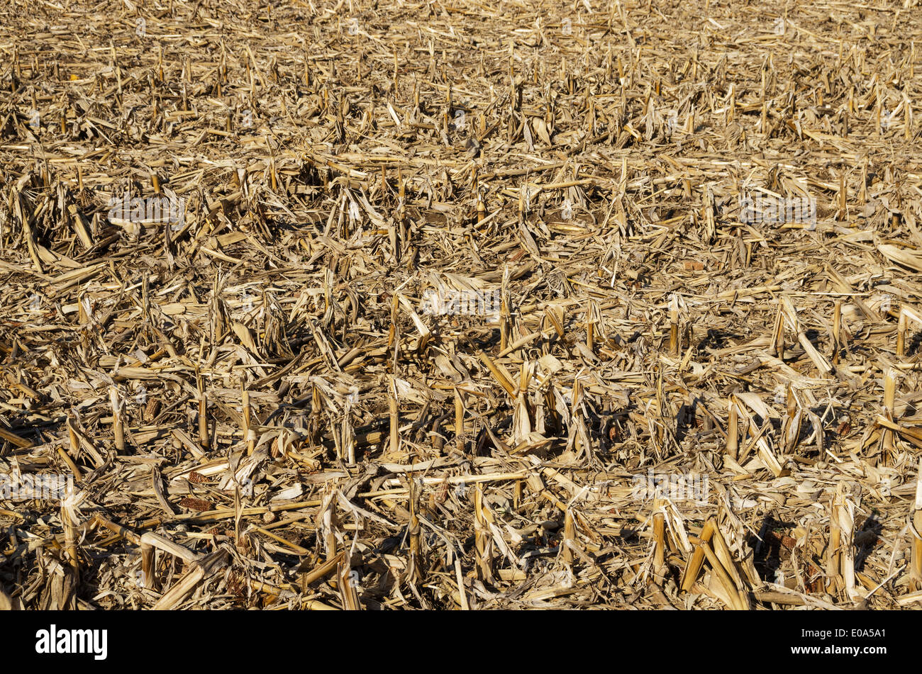 Champ de maïs après la récolte avec les tiges de maïs cassé feuilles et d'épis Banque D'Images