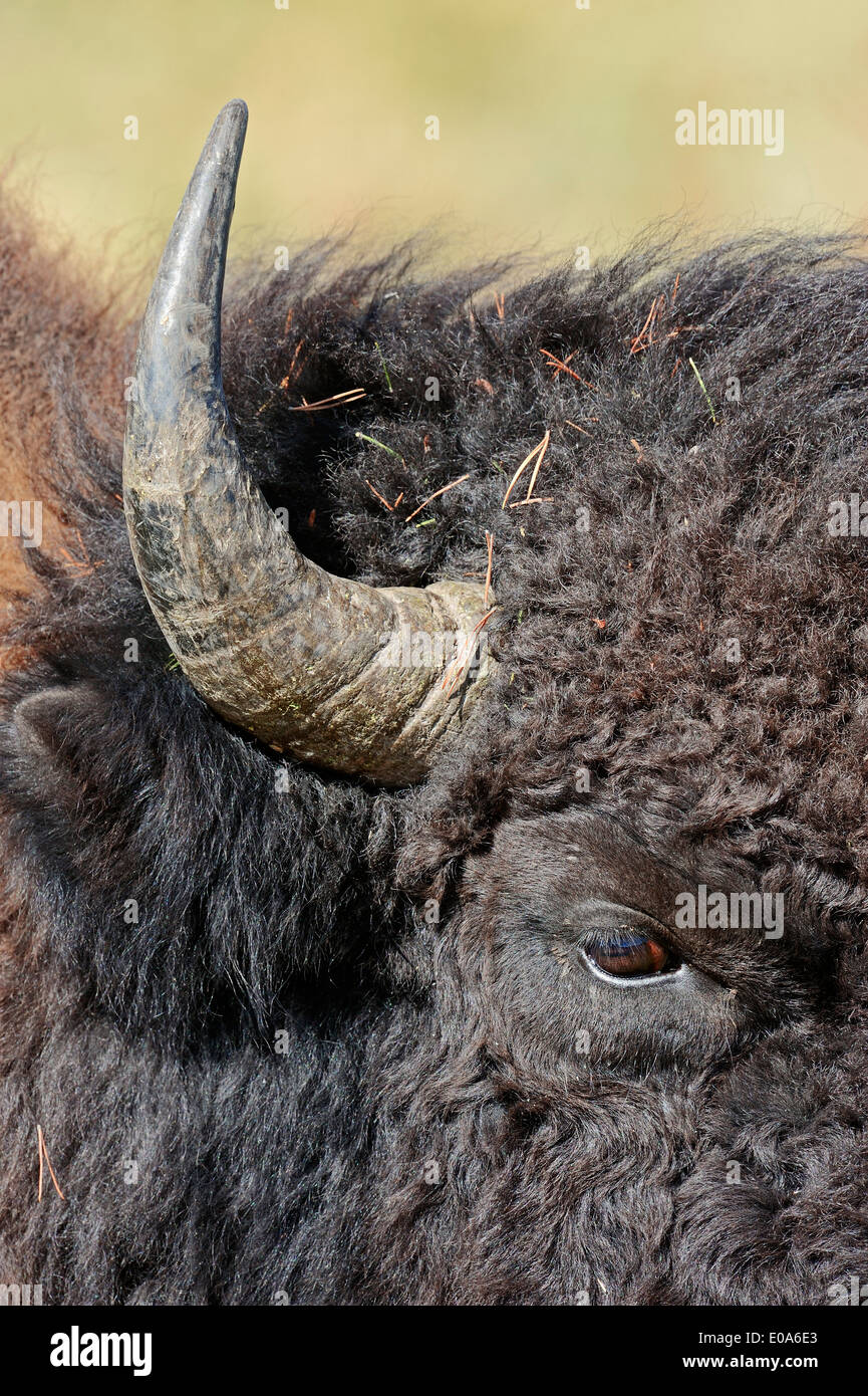 Bison d'Amérique ou American Bison (Bison bison), homme, klaxon et des yeux,  le parc national de Yellowstone, Wyoming, USA Photo Stock - Alamy