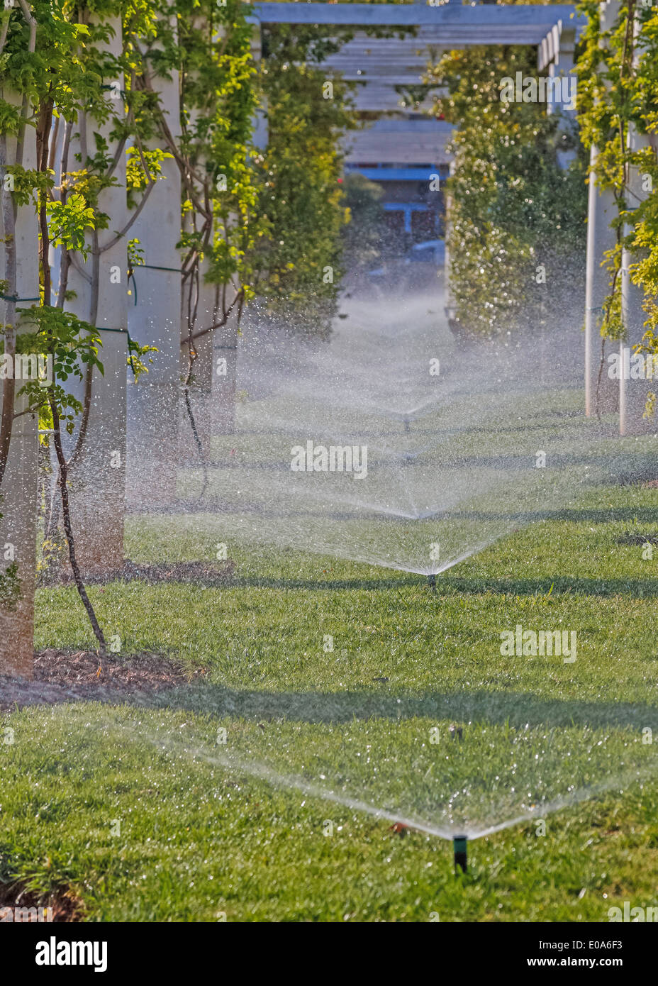 La pulvérisation de l'eau usine de gicleurs dans park Banque D'Images