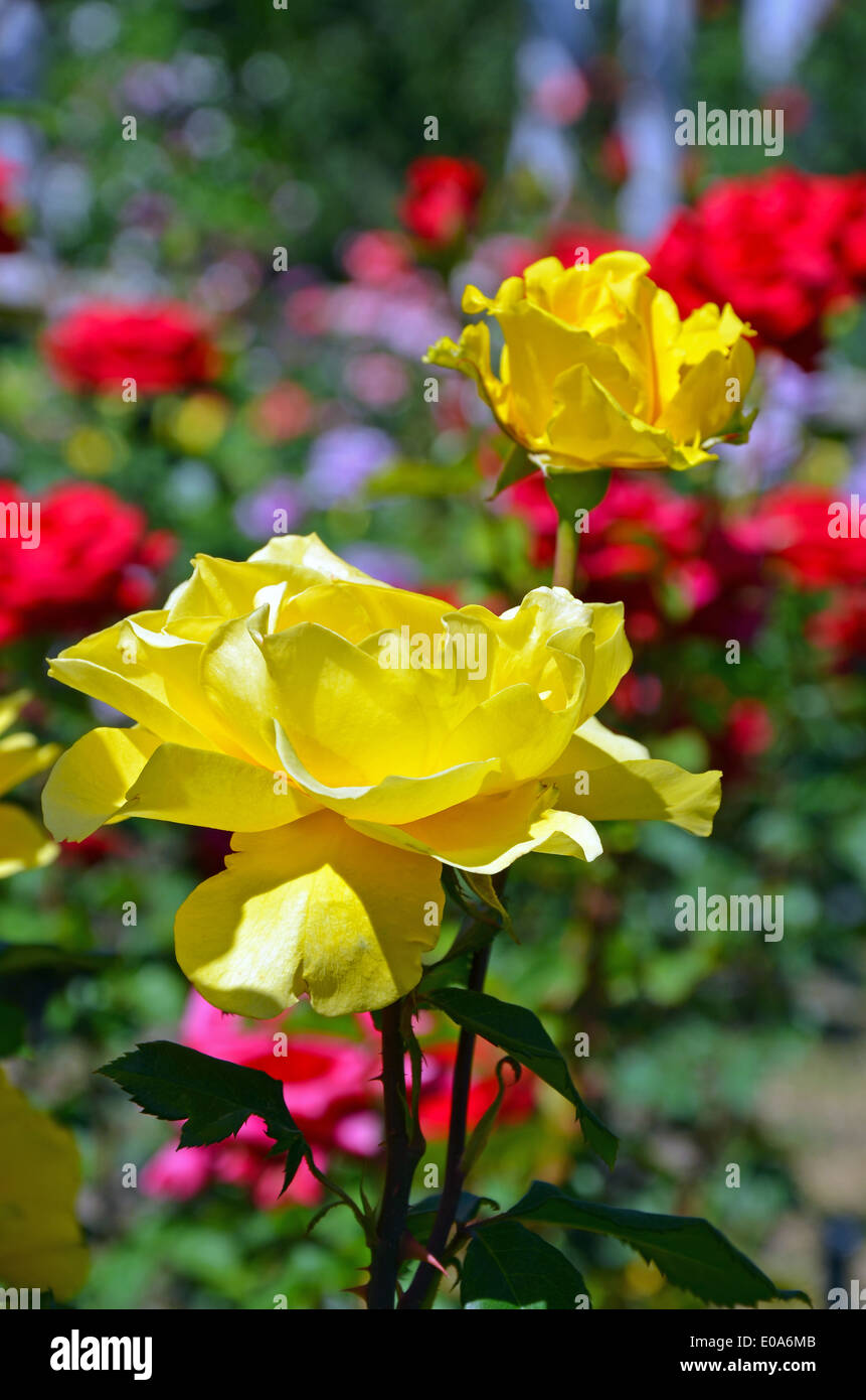 Belles roses jaunes fleurissent dans le jardin d'été colorés Banque D'Images