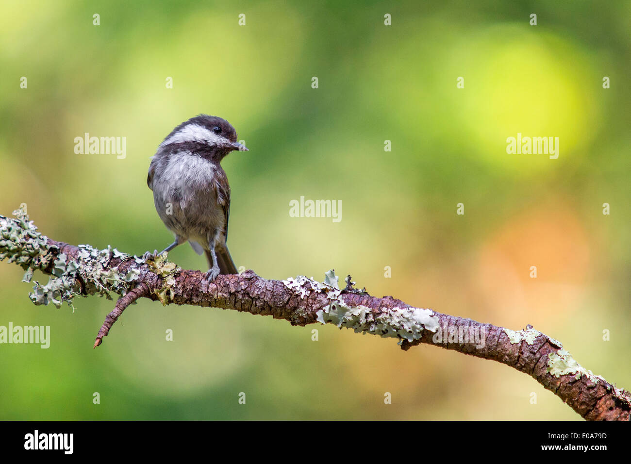 Mésange à dos, Forest Knolls, California, USA Banque D'Images