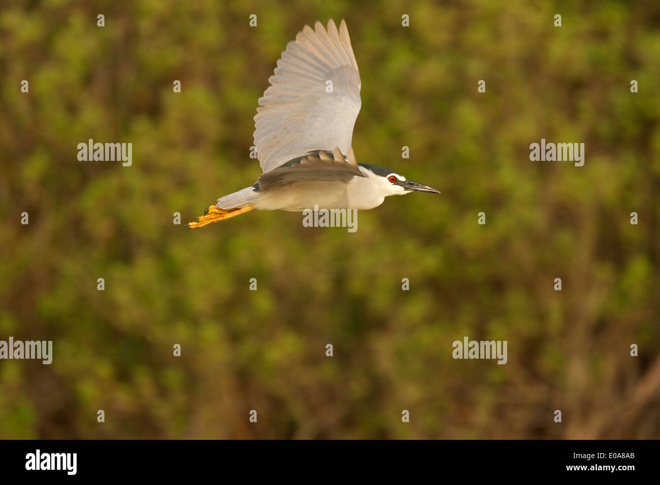 Noire (Black-couronné) Nicticorax nycticorax, Delta du Danube, Roumanie Banque D'Images