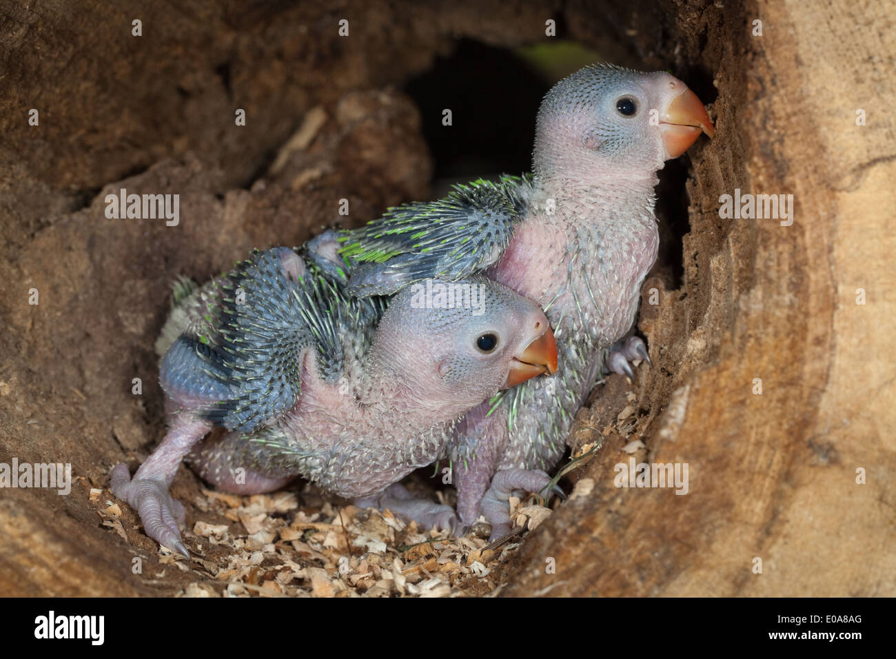 Rose-ringed ou perruches à collier (Psittacula krameri). Vingt trois jours  les poussins d'arbre nid Photo Stock - Alamy