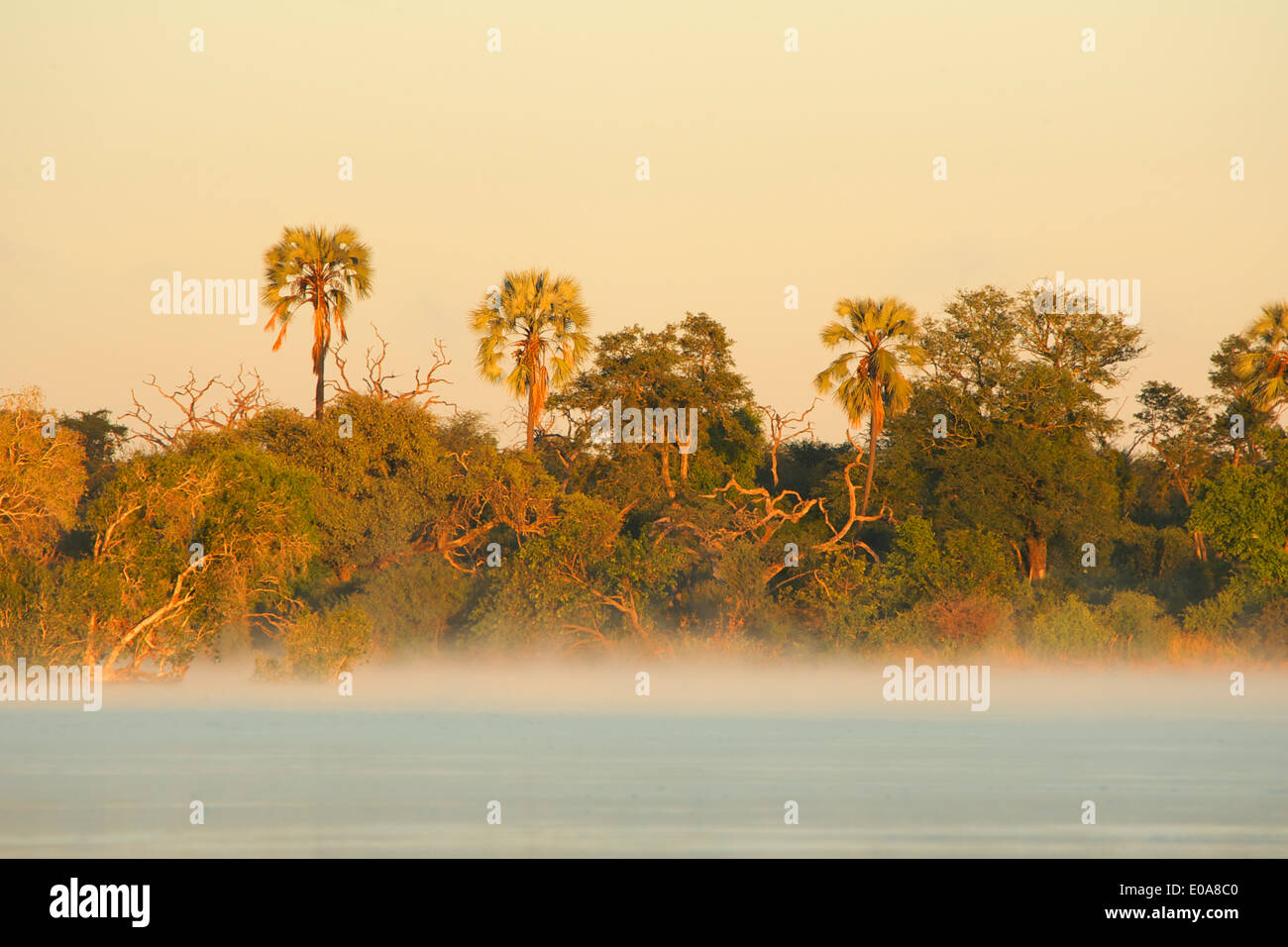 L'aube sur le Zambèze, Simonga, Livingstone, Zambie Banque D'Images