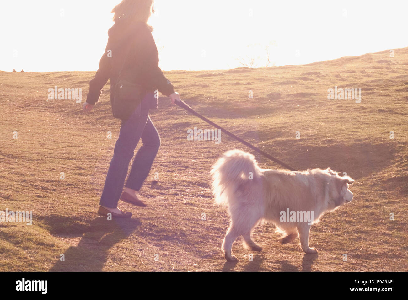 Mid adult woman promener son chien de Montagne des Pyrénées dans la zone Banque D'Images