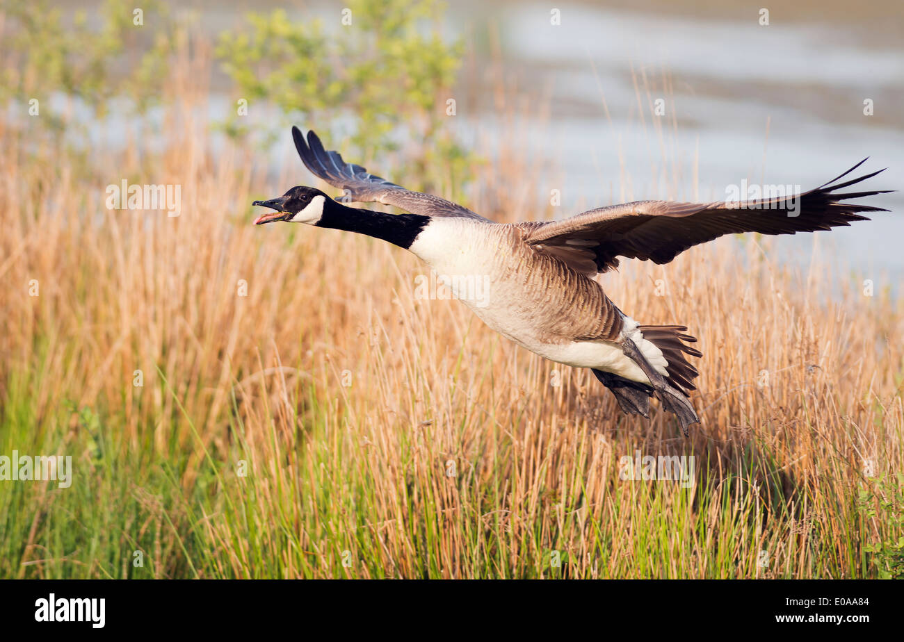 Bernache du Canada (Branta canadensis) Entrée en terre Banque D'Images