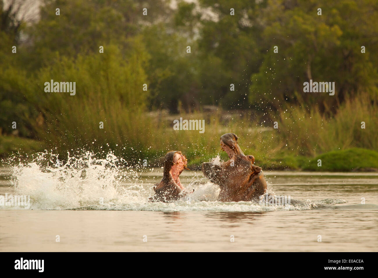 - Hippopotamus Hippopotamus amphibius - combats dans la rivière Zambèze Banque D'Images