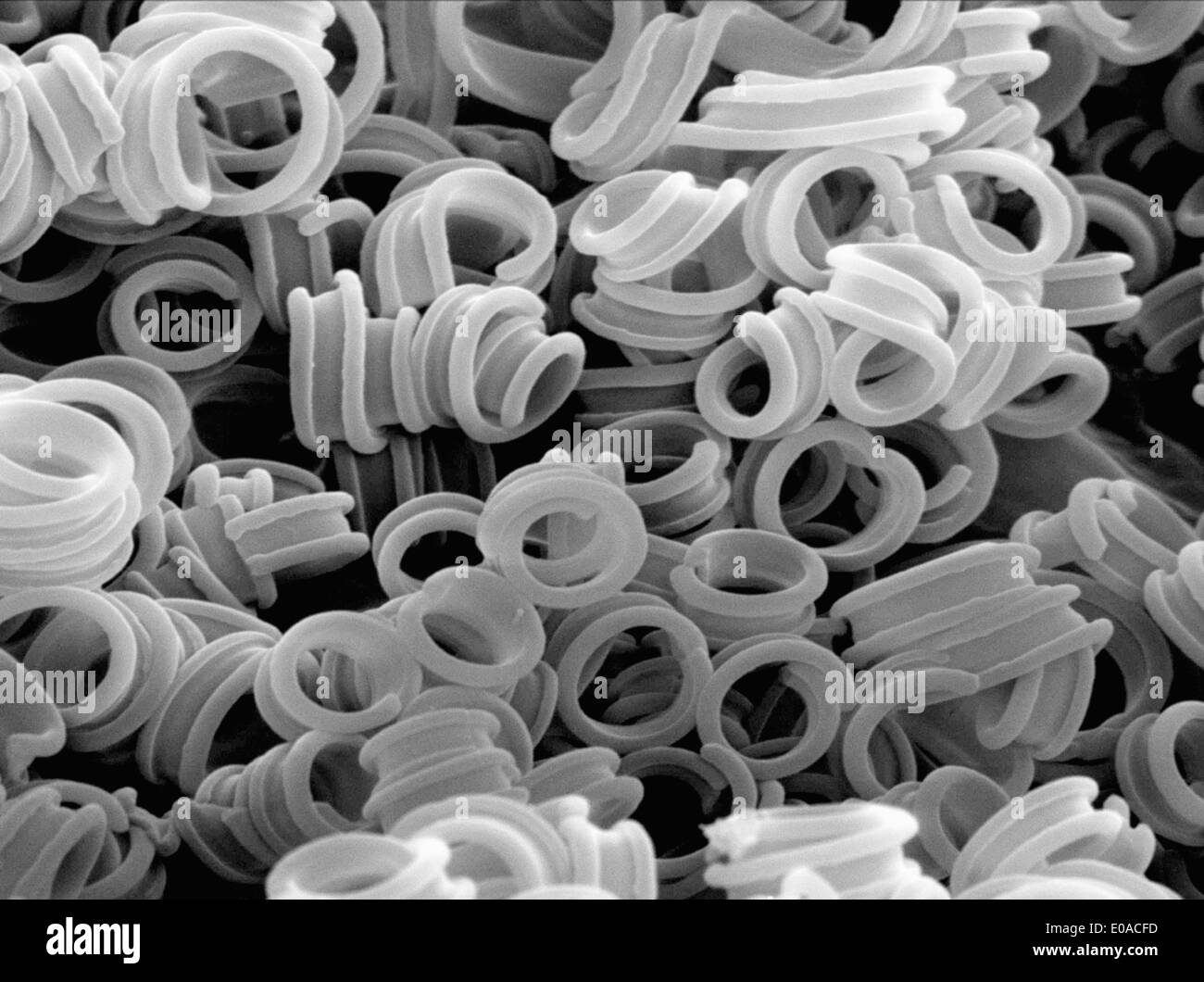 Champignons microscopiques sur la surface du revêtement d'or, Caterpillar et imagé sur SEM Banque D'Images