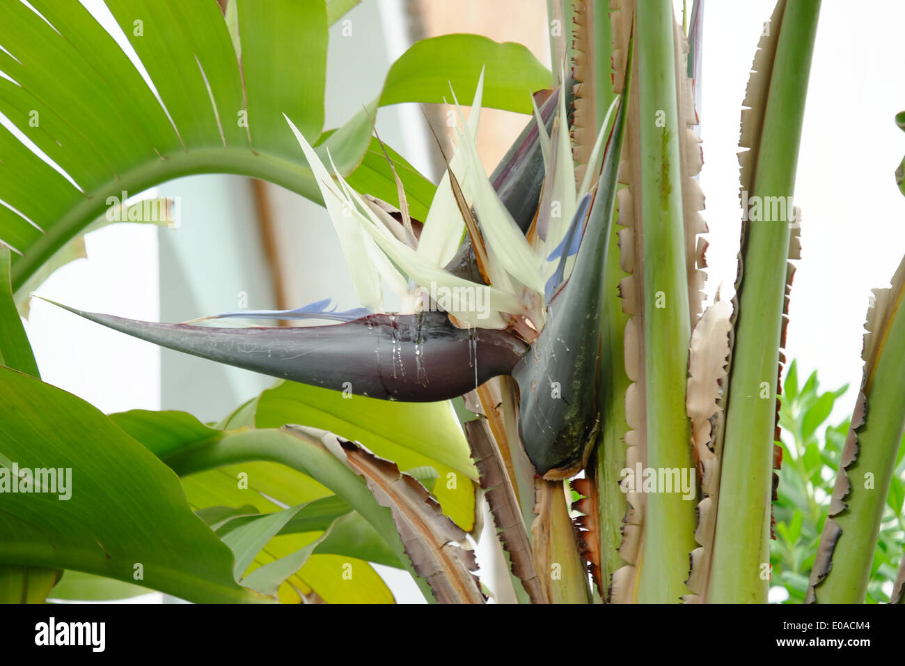 Les oiseaux du paradis et plante fleur, l'Afrique. Banque D'Images