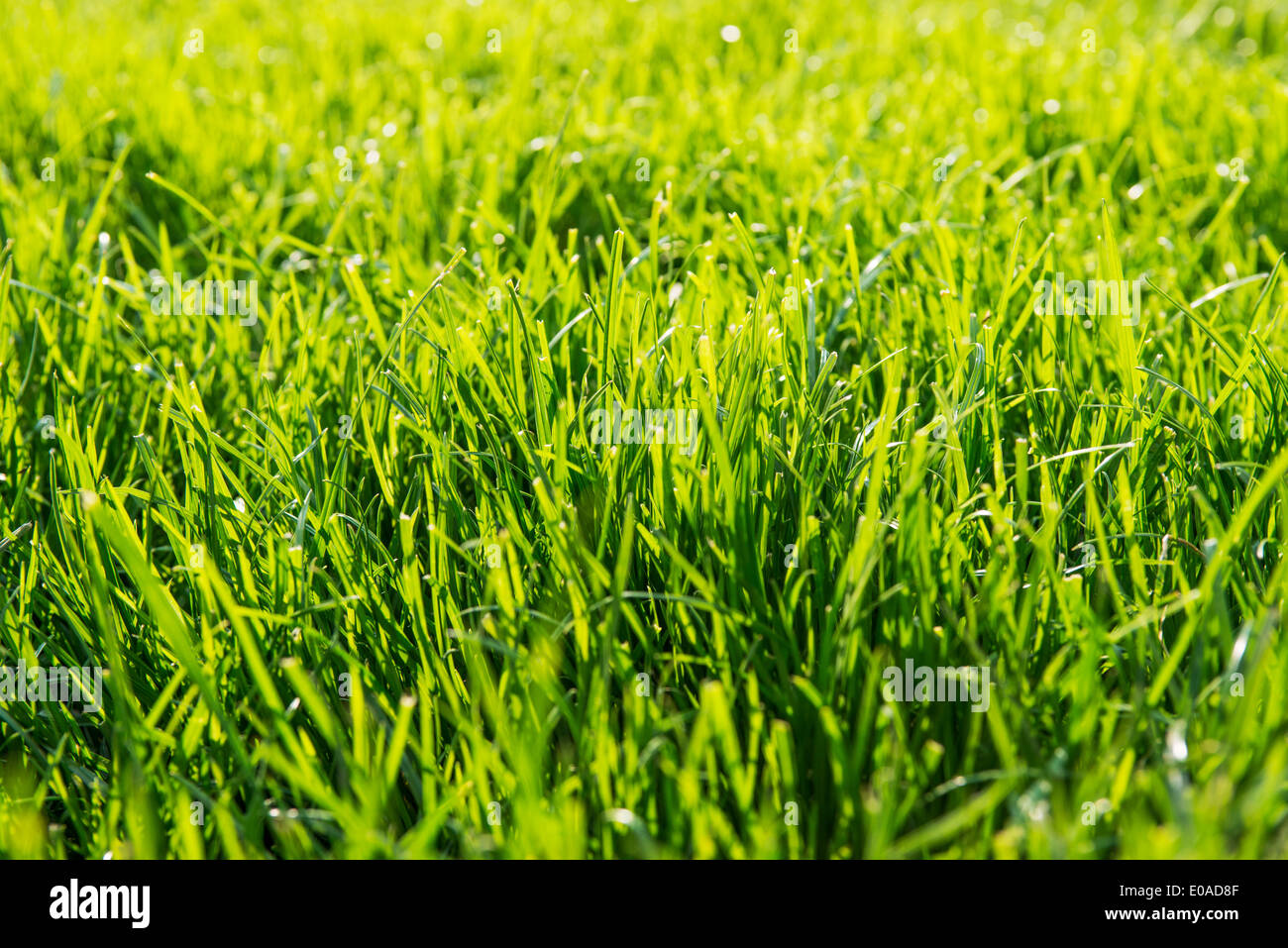 L'herbe verte luxuriante Long Banque D'Images