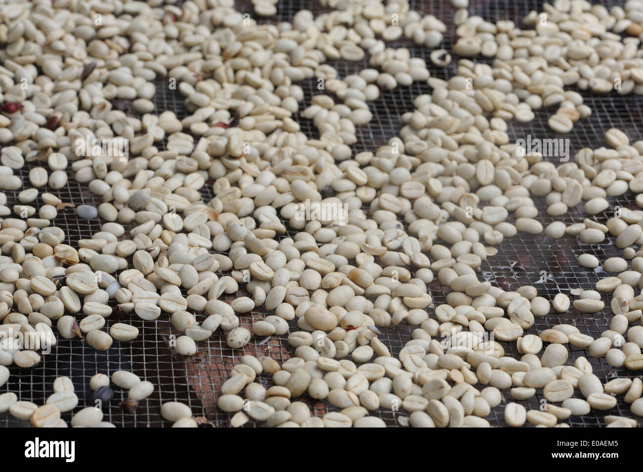 Le séchage des grains de café sur des supports dans le soleil. Santa Elena, Costa Rica. Banque D'Images