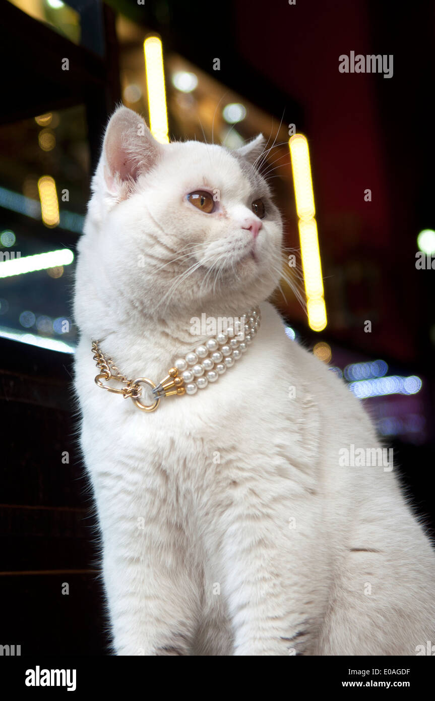 Un chat blanc avec un collier de perle, Kunming, Yunnan, Chine Banque D'Images
