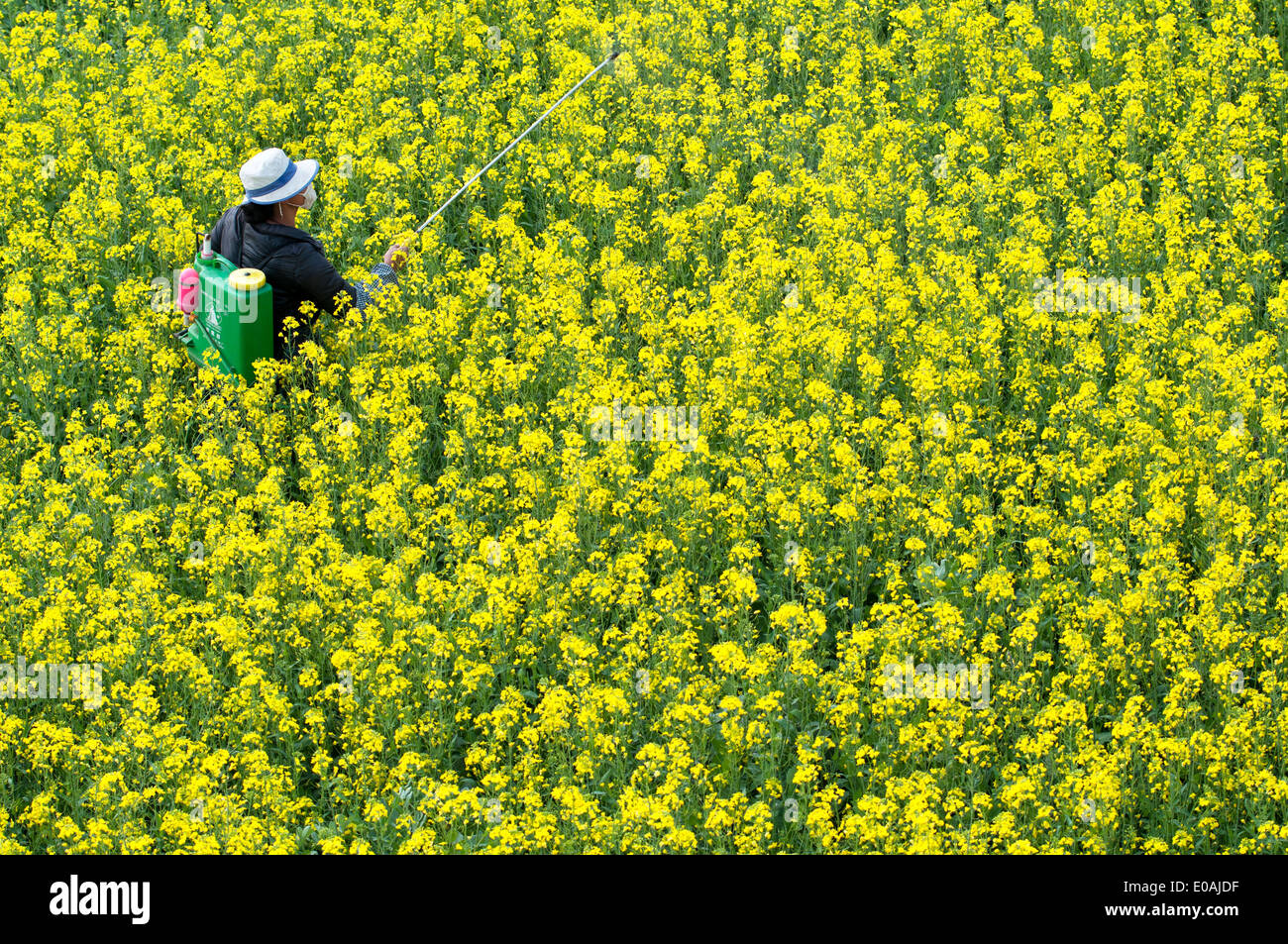 La pulvérisation de pesticides sur les champs jaunes de colza, luoping région, Yunnan, Chine Banque D'Images