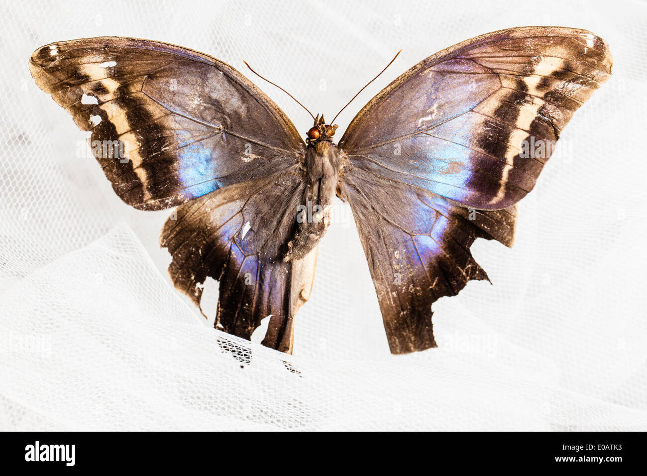 Un beau papillon pris dans un filet blanc Banque D'Images