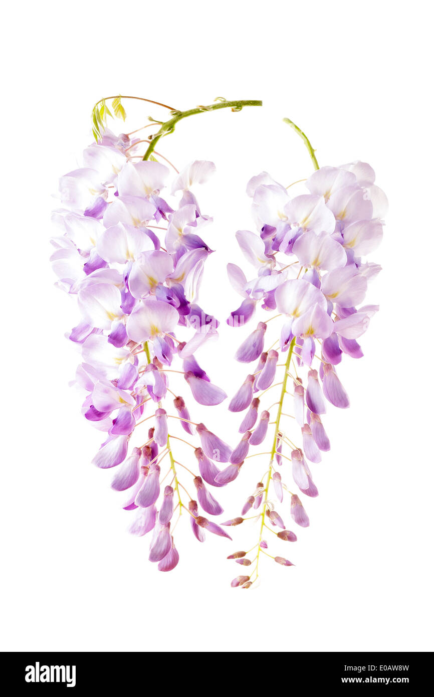 Glycine (Wisteria) Banque D'Images