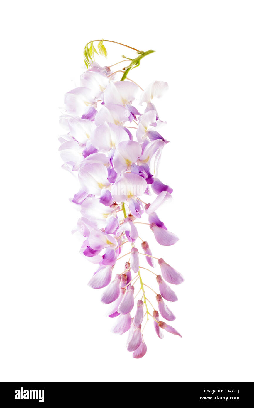 Glycine (Wisteria) Banque D'Images