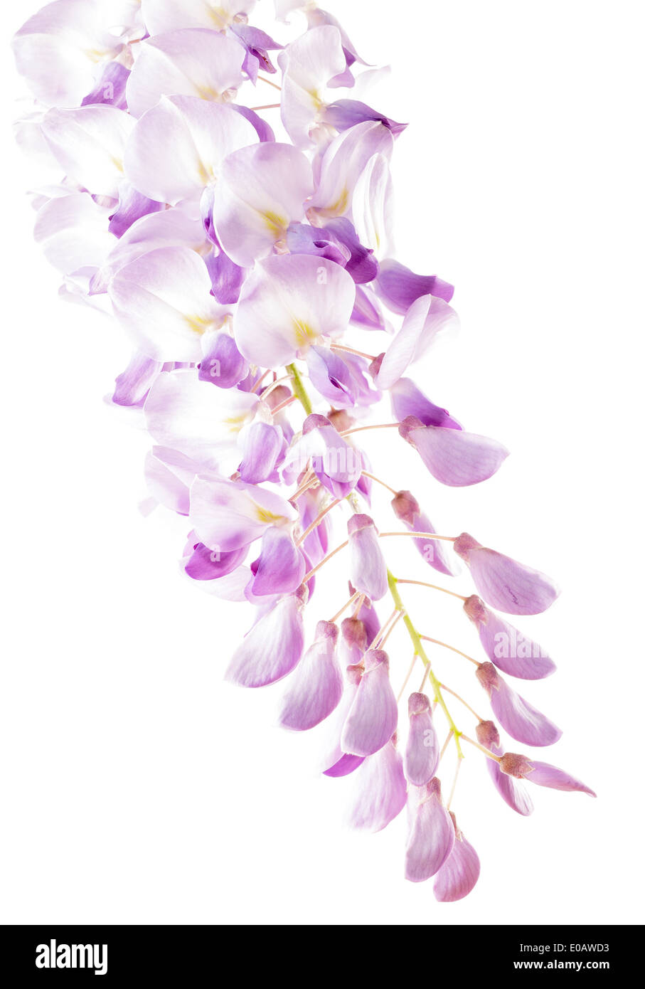 Glycine (Wisteria) Banque D'Images