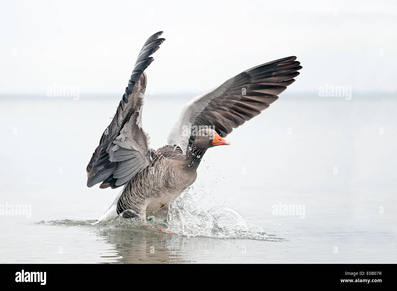 Allemagne, Schleswig-Holstein, Grey Goose, Anser anser, battant Banque D'Images