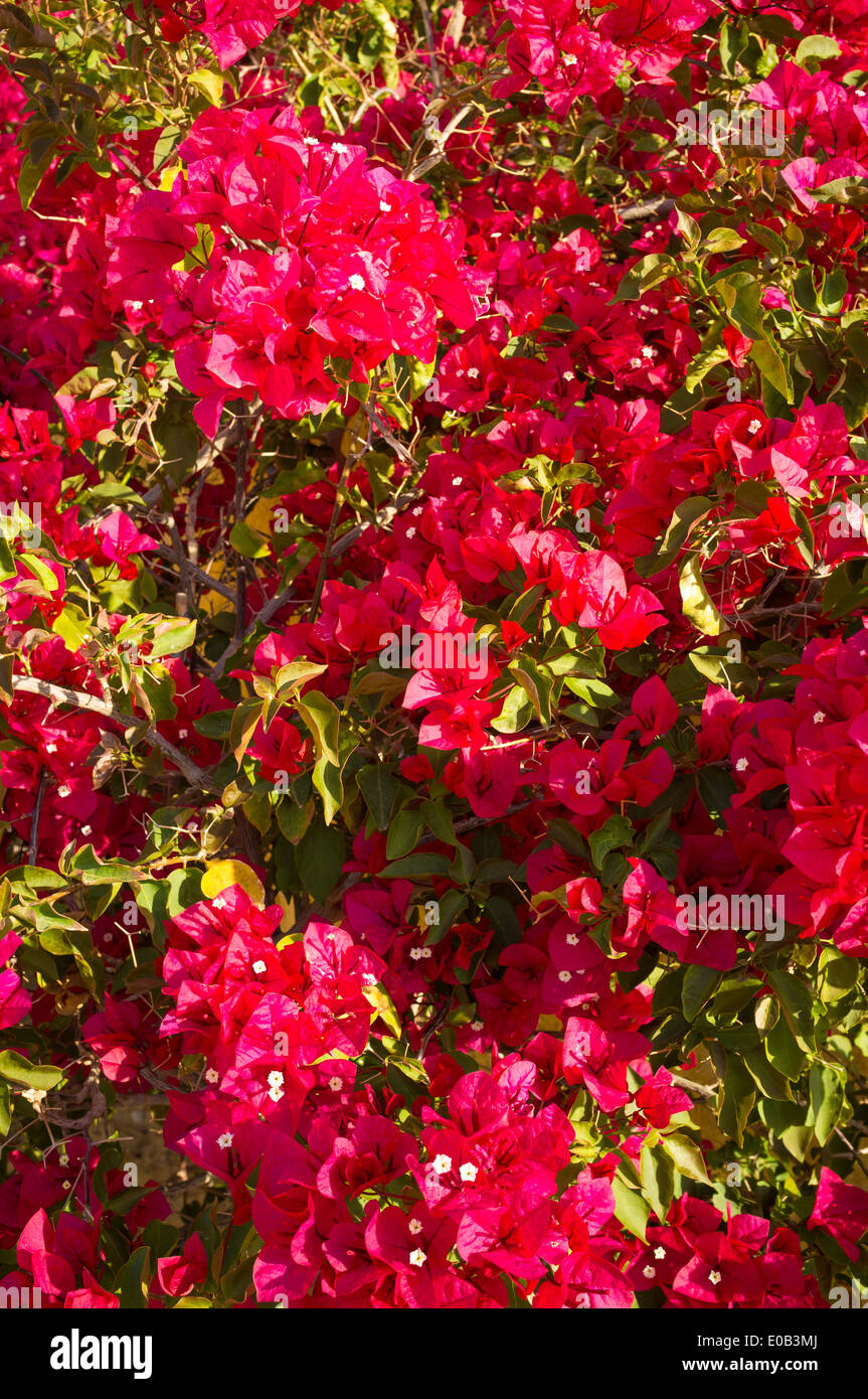 Bougainvilliers Flore Méditerranéenne Traditionnelle Banque - 
