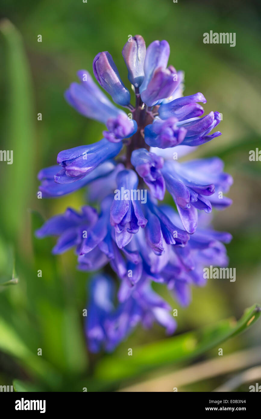 Jacinthe bleu-violet flower, Close up Banque D'Images