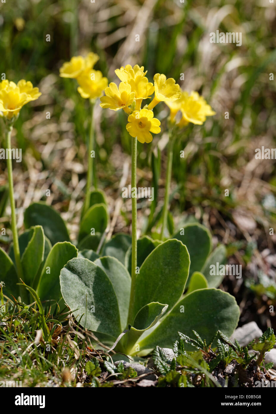 L'Autriche, le Vorarlberg, la Biosphère Grosses Walsertal, Primula auricula fleurs, Close up Banque D'Images