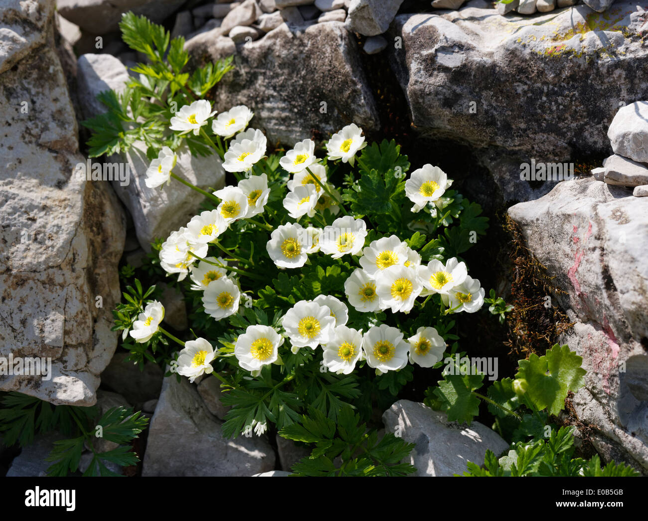 L'Autriche, le Vorarlberg, la Biosphère Grosses Walsertal, Alpine Buttercup, Ranunculus alpestris Banque D'Images