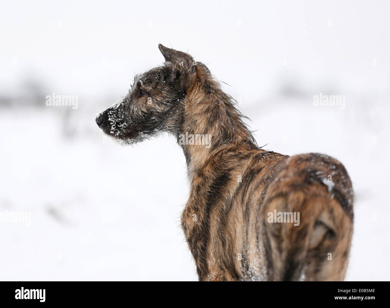 Irish Wolfhound chiot (Canis lupus familiaris) Comité permanent sur des prairie Banque D'Images