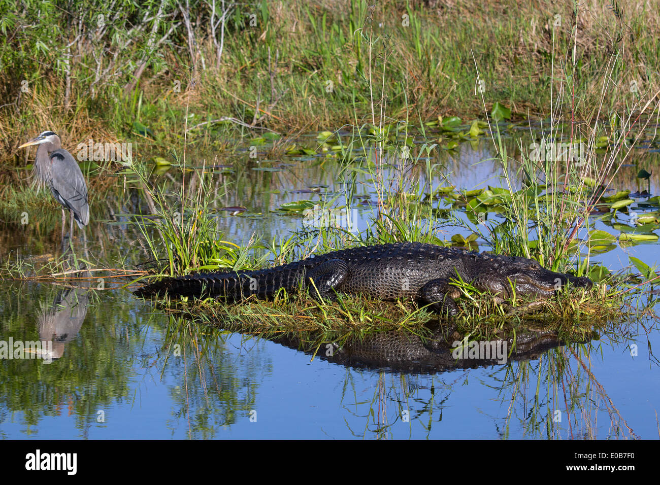 Alligator et Héron. Banque D'Images