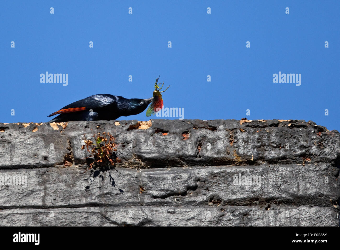 Red-winged Starling (Onychognathus morio) manger une sauterelle sur un mur Banque D'Images