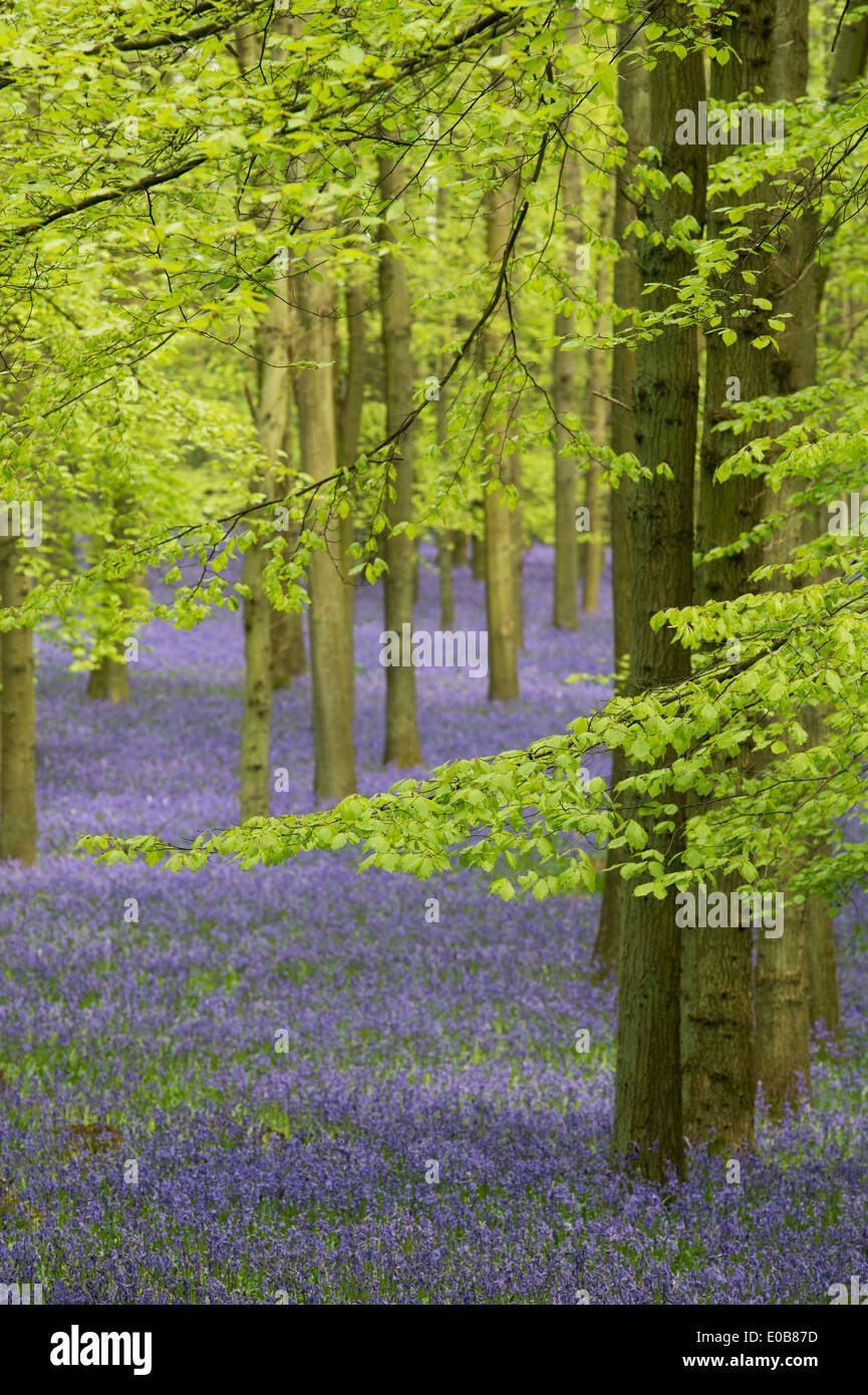 Bluebell et de hêtre dans la campagne anglaise et forestiers Banque D'Images